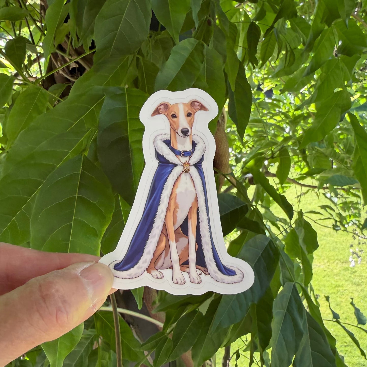 Funny Italian Greyhound sticker held in one hand against leafy green trees, showing the caped tan and white Iggy portrait and white kiss-cut border.