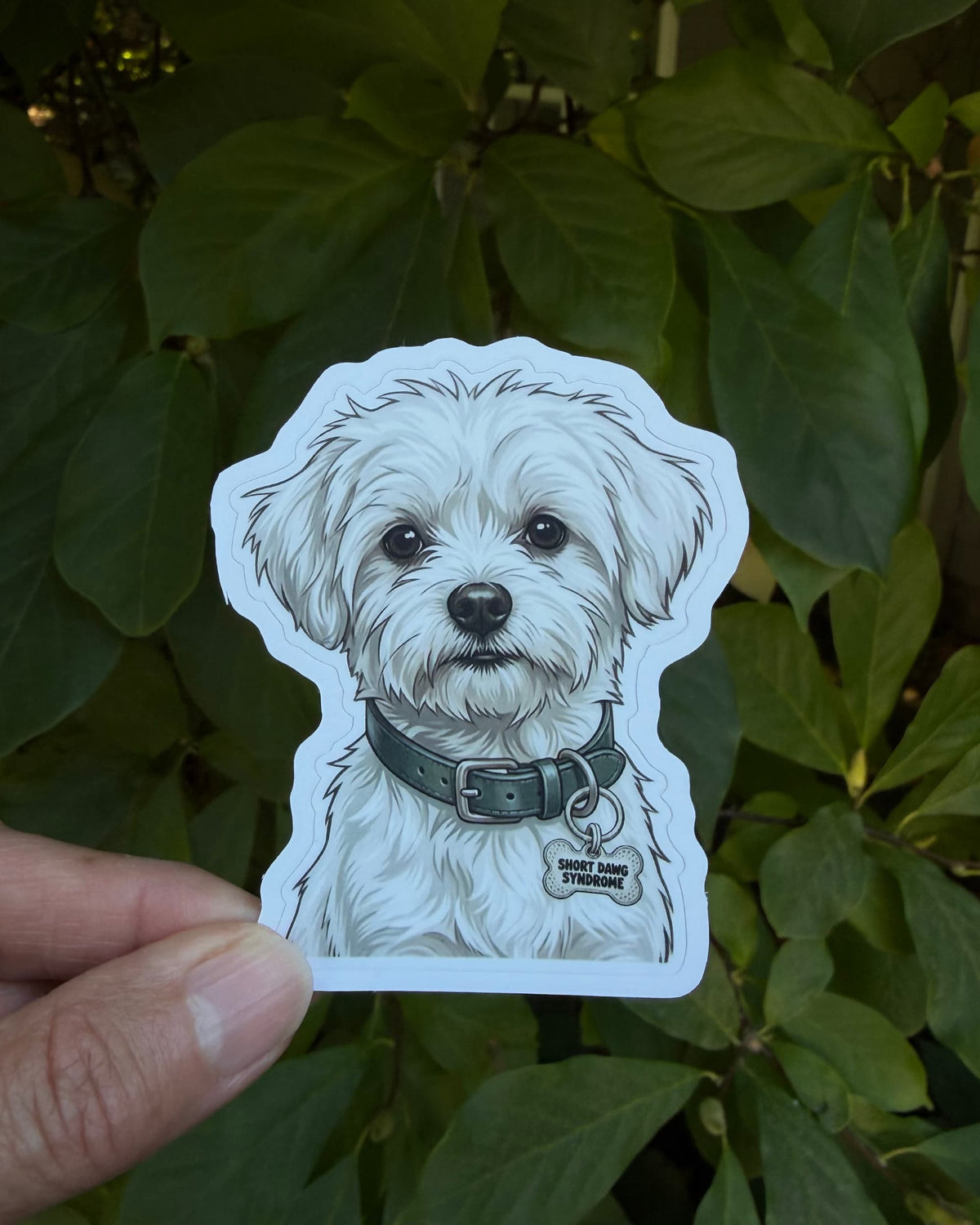  Funny Maltese Sticker featuring a fluffy white dog wearing a deep teal collar and silver bone-shaped charm reading “SHORT DAWG SYNDROME,” held between fingers against dark green foliage.