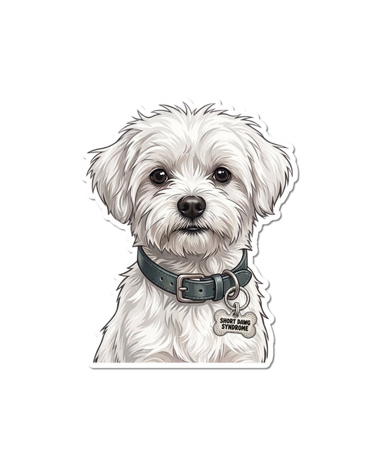 Funny Maltese Sticker featuring a fluffy white dog with gray shading, dark eyes and a black nose, wearing a deep teal collar and silver bone-shaped charm reading “SHORT DAWG SYNDROME,” on white.