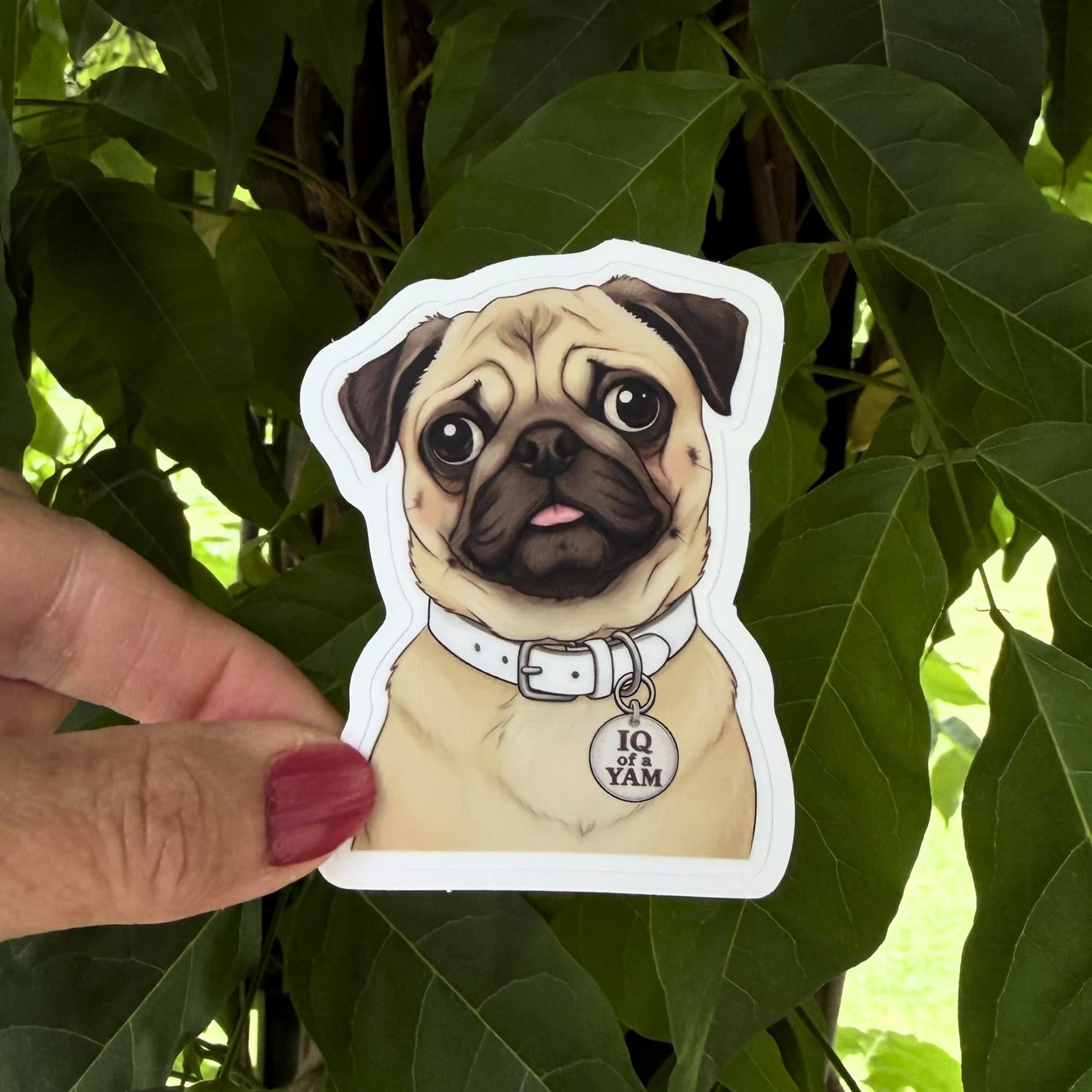 Funny Pug Vinyl Sticker