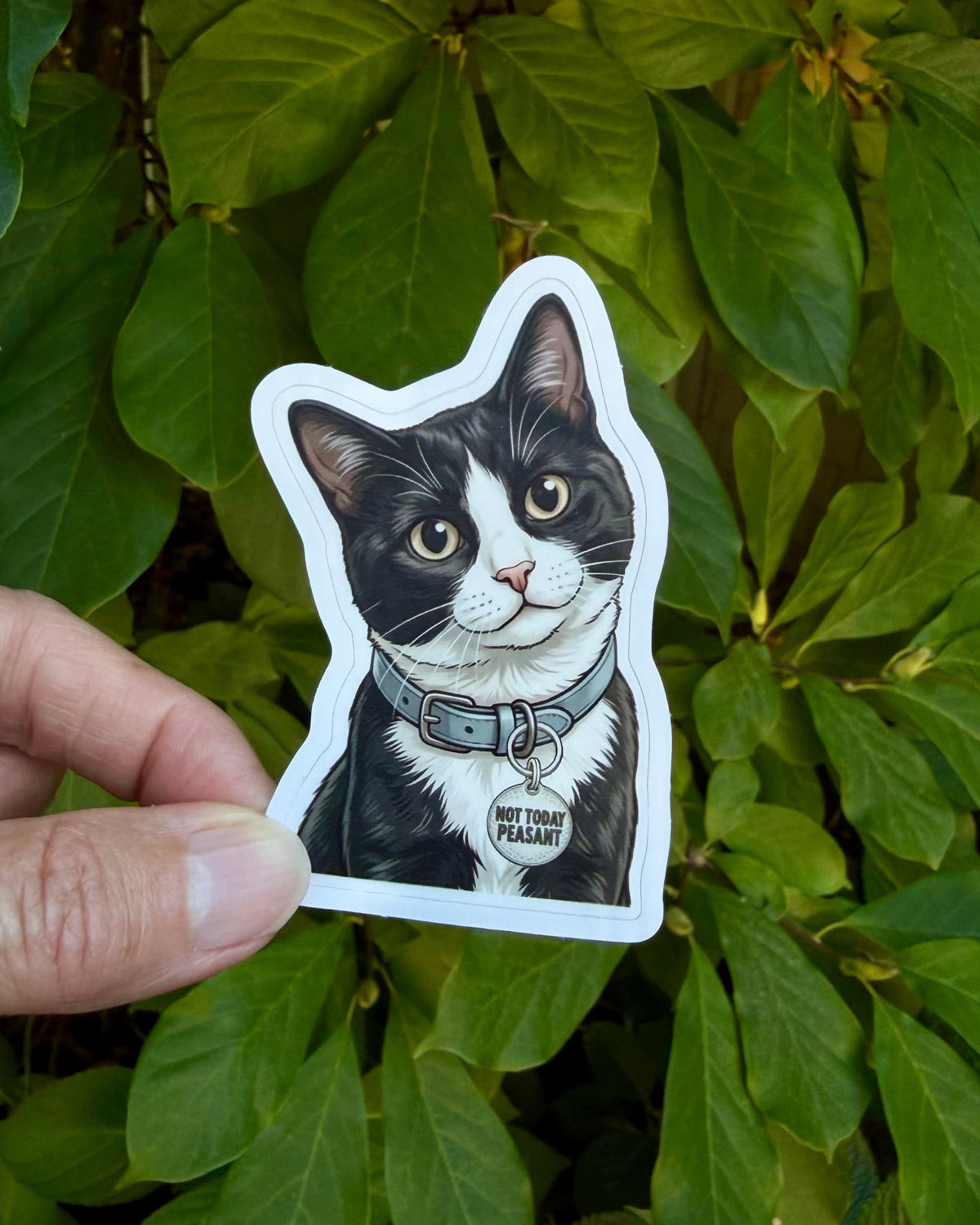 funny tuxedo cat sticker featuring a black and white cat with a blue-gray collar and silver “NOT TODAY PEASANT” tag, held between fingers against green leaves.