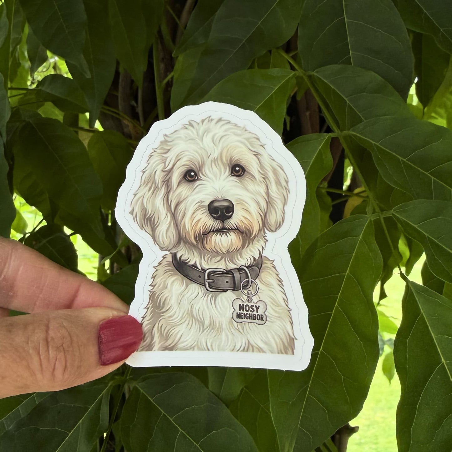 Funny white doodle dog sticker held outdoors against green leaves. Cream doodle with dark gray collar and "NOSY NEIGHBOR" charm.


