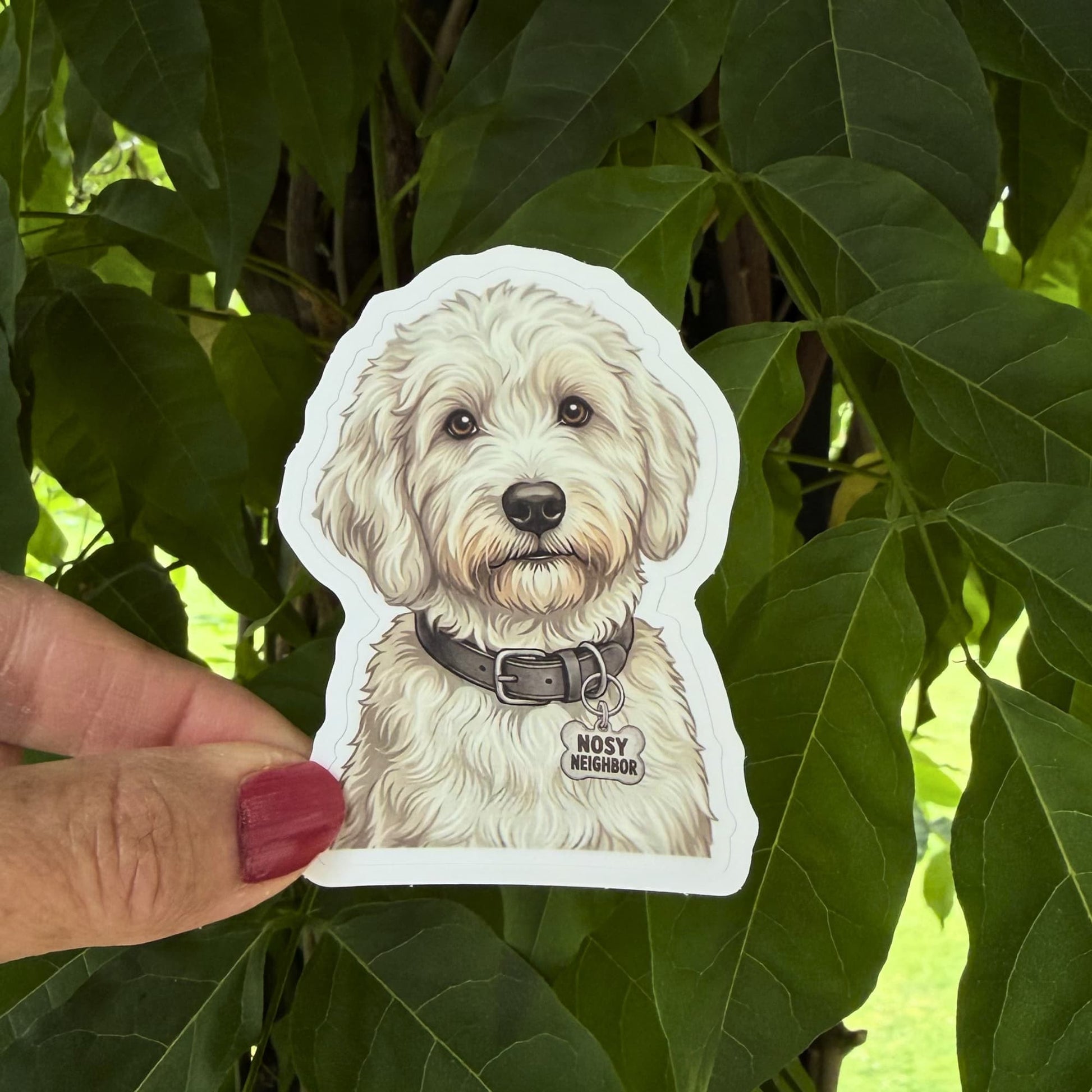 Funny white doodle dog sticker held outdoors against green leaves. Cream doodle with dark gray collar and "NOSY NEIGHBOR" charm.

