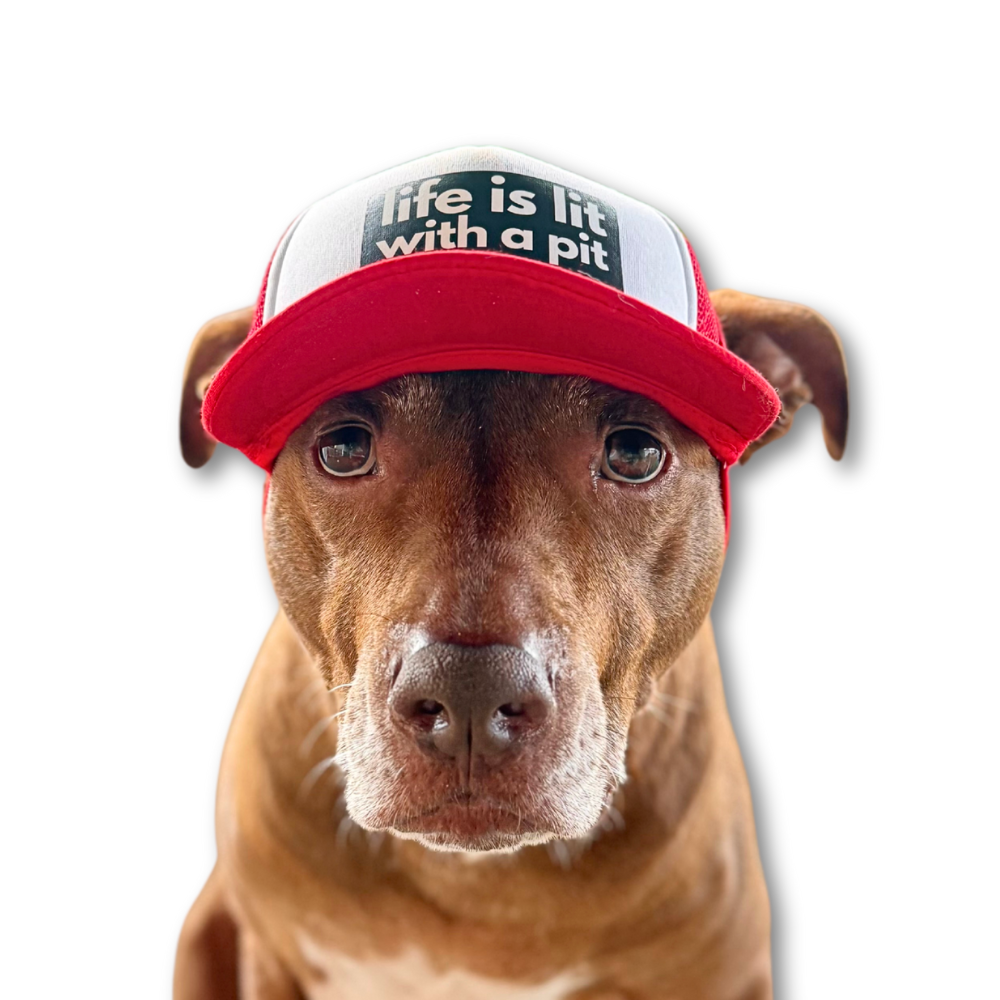 brown pit bull wearing red and white trucker hat
