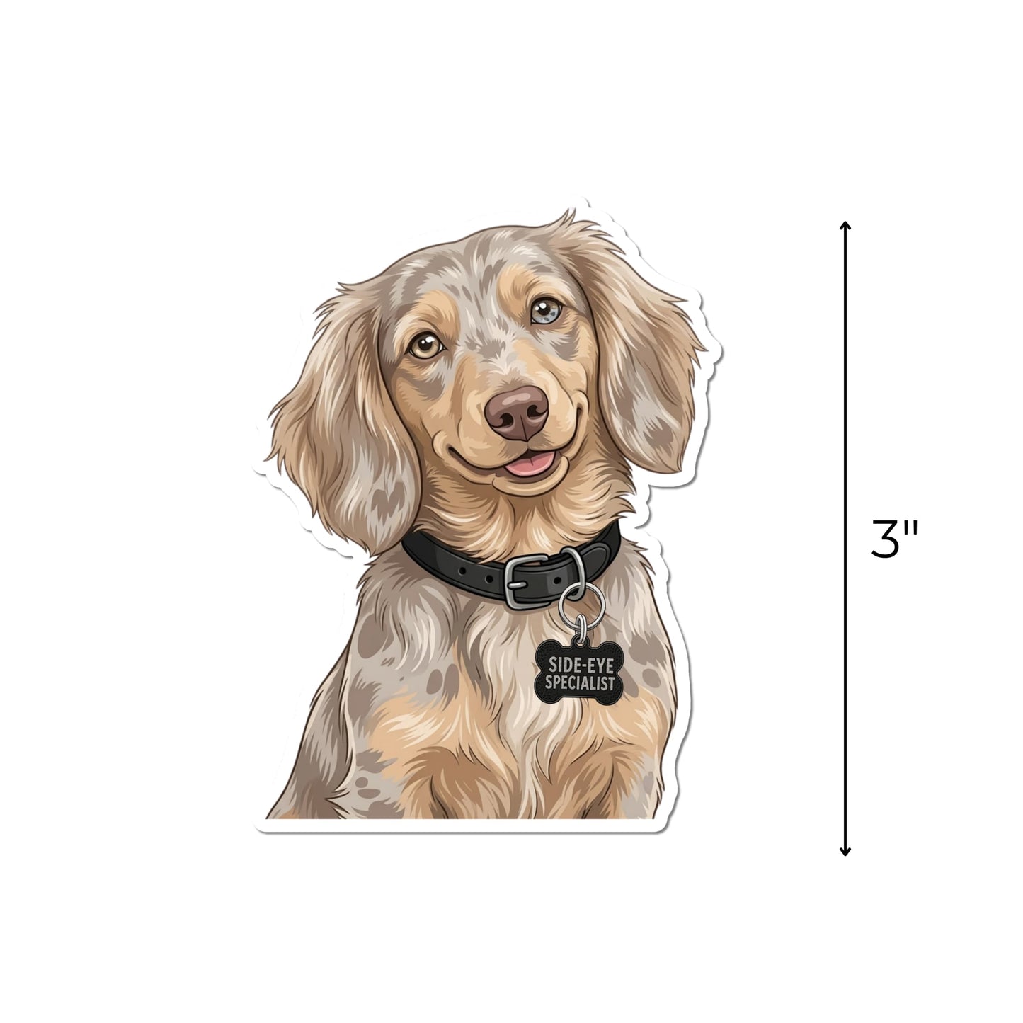 Isabella dapple Dachshund sticker with a vertical arrow showing the waterproof kiss-cut decal measures 3 inches tall.