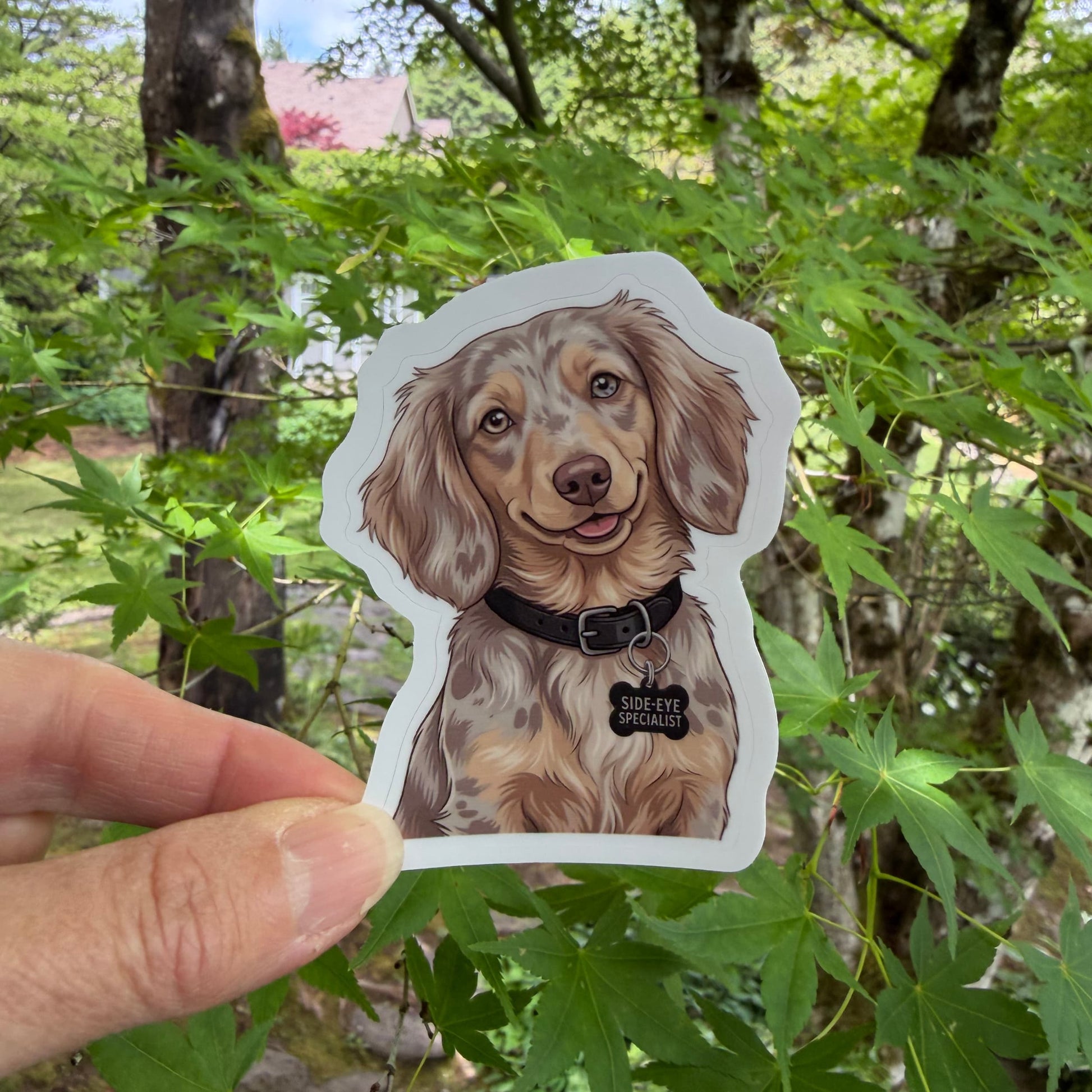 Isabella dapple Dachshund sticker held in one hand against leafy green trees, showing the longhaired taupe-and-cream Doxie portrait and white kiss-cut border.