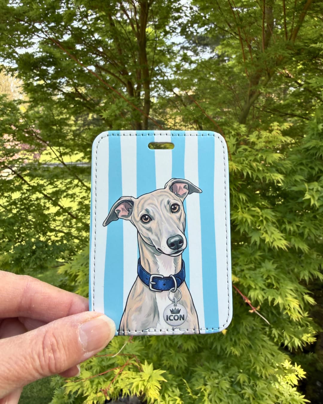italian greyhound luggage tag held outdoors against green trees showing stoic fawn Iggy with blue collar and ICON crown collar tag on blue and white striped faux leather tag