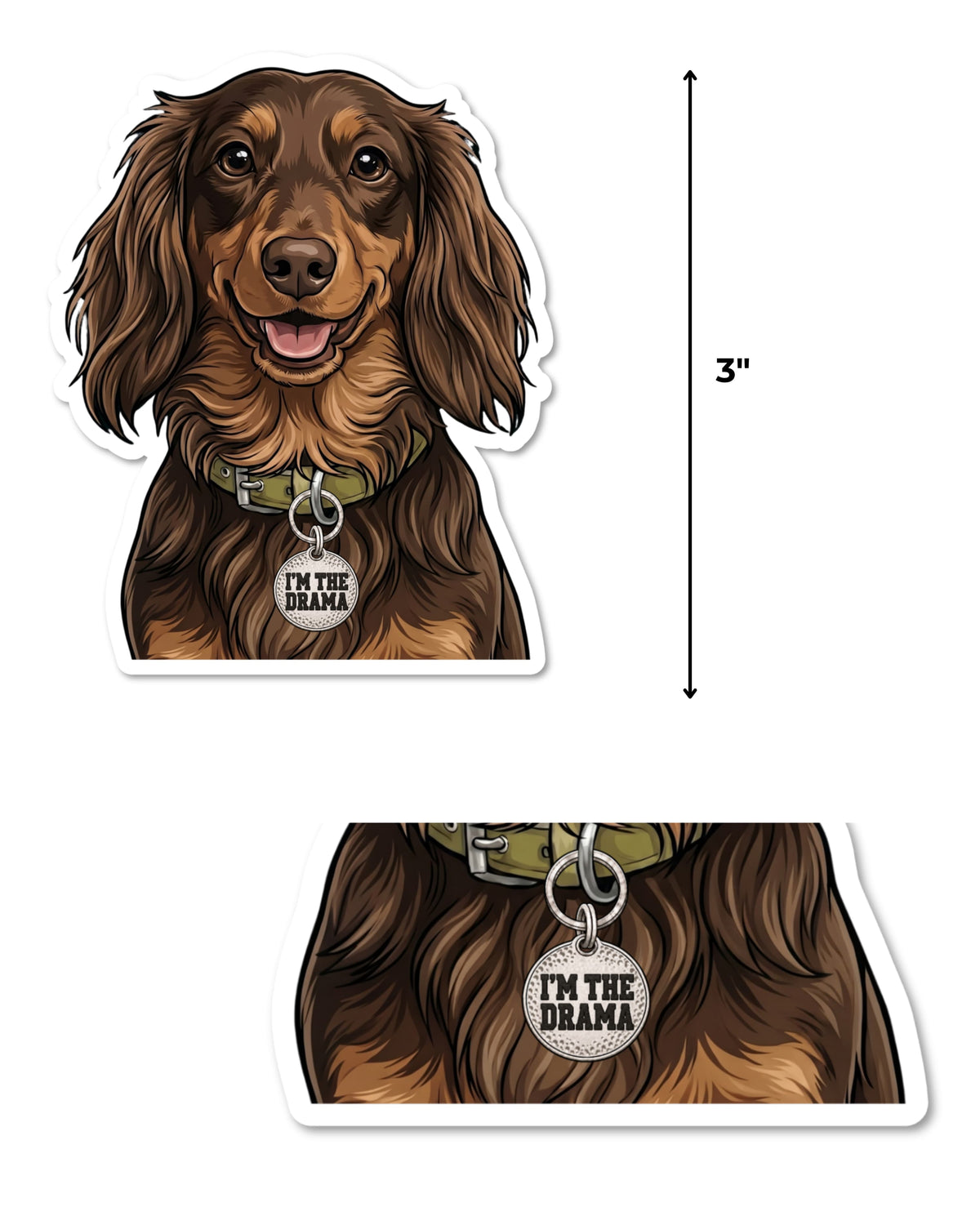 Long haired chocolate and tan dachshund sticker size guide showing it measures 3 inches tall, with a close-up of the I'm the Drama tag