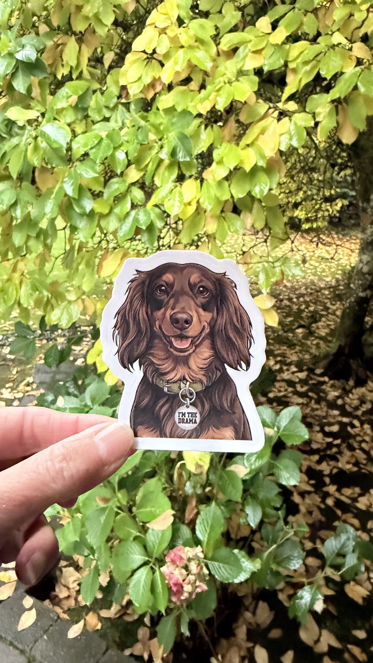 Hand holding the long haired chocolate and tan dachshund I'm the Drama sticker in front of green and yellow leaves