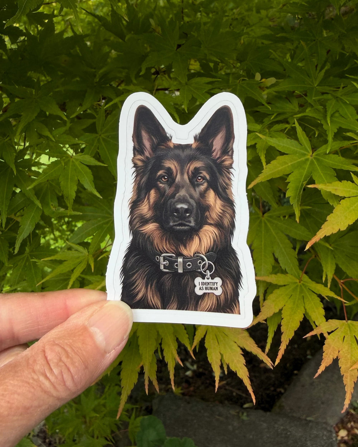 Long Haired German Shepherd sticker featuring a black and tan dog wearing a black collar and silver bone-shaped charm reading “I IDENTIFY AS HUMAN,” held between fingers against green foliage.