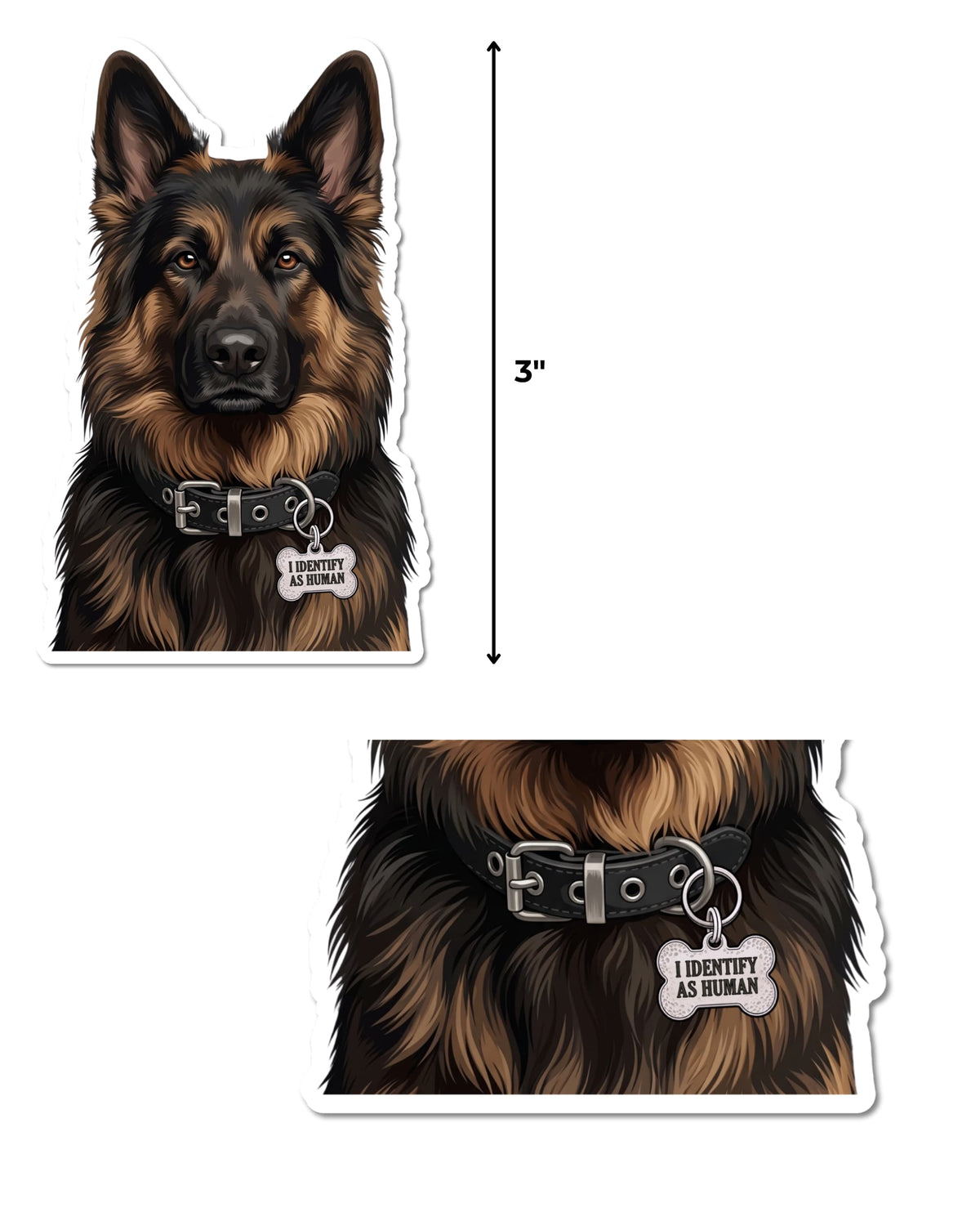  Long Haired German Shepherd sticker featuring a black and tan dog beside a 3-inch height guide, with a close-up below of its black collar and silver bone-shaped charm reading “I IDENTIFY AS HUMAN,” on white.
