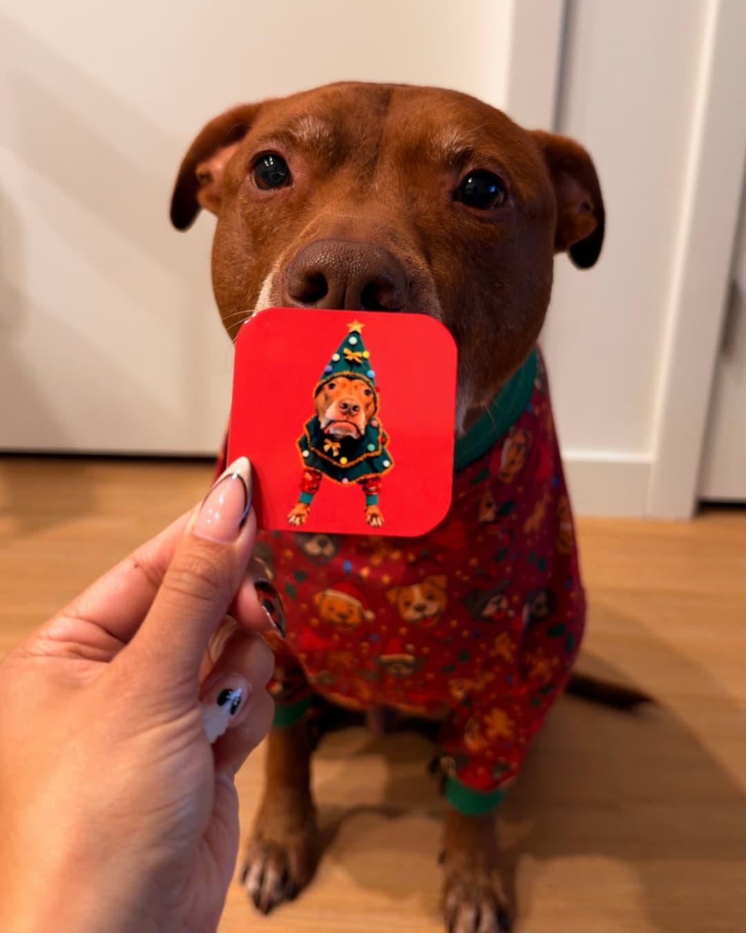 Hand holding the Opie Christmas tree magnet in front of Opie the pit bull wearing red Christmas pajamas