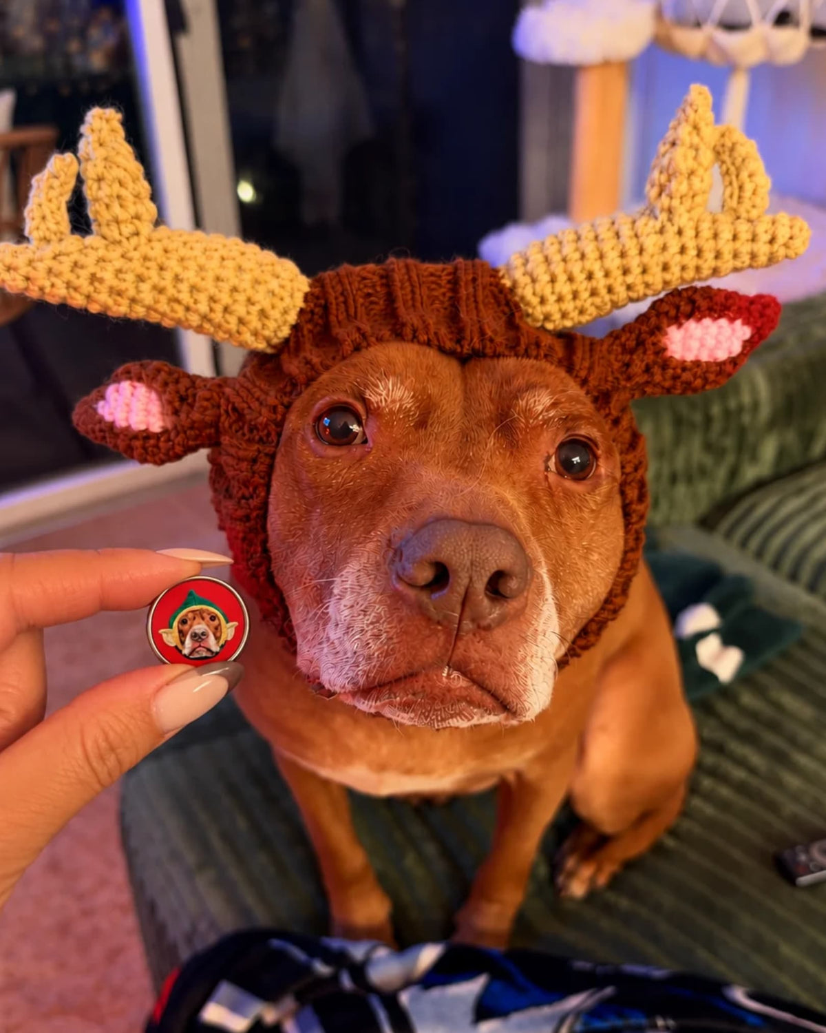 Hand holding the Opie Christmas elf lapel pin next to Opie the pit bull wearing a knit reindeer hat