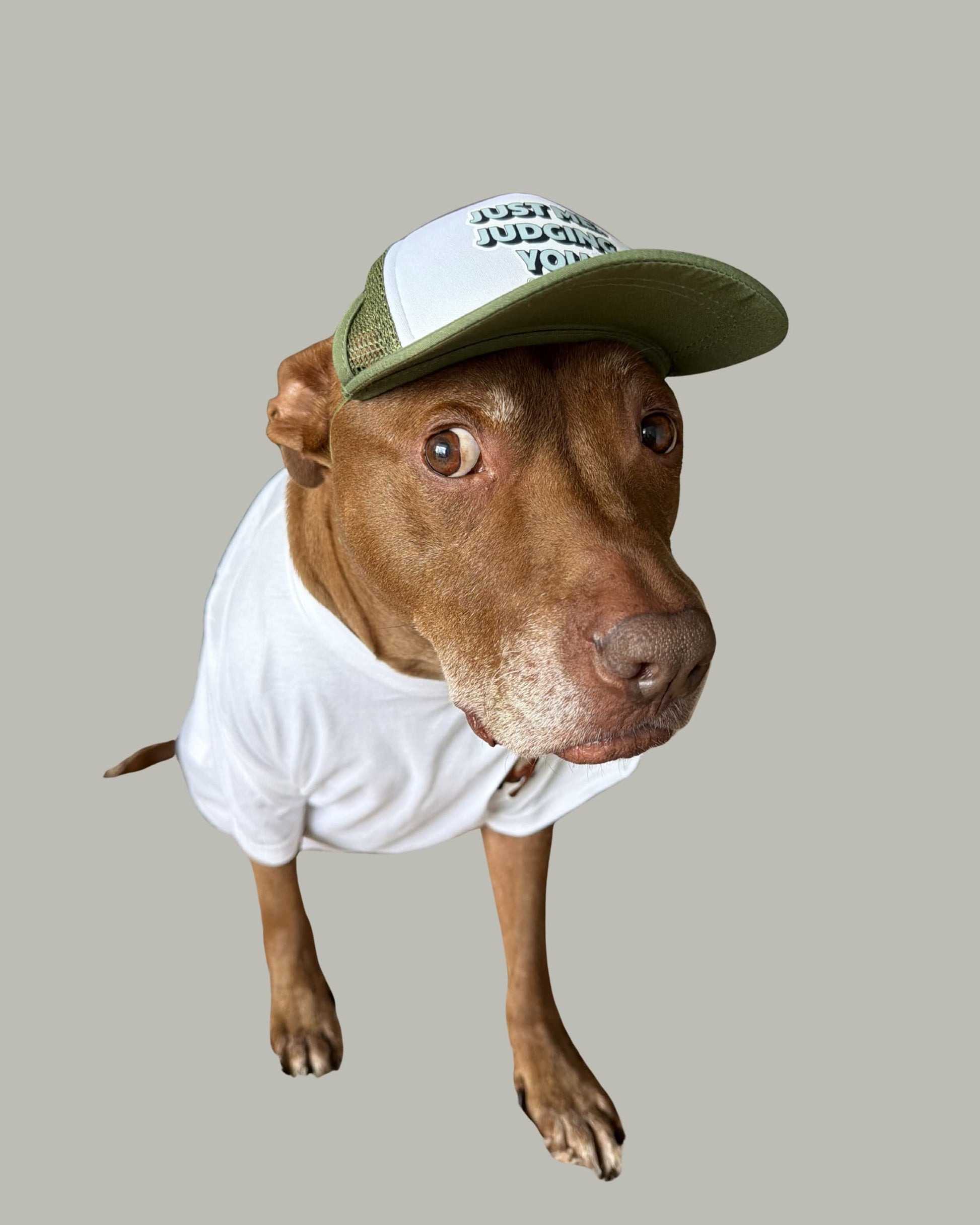 Opie dog hat in olive green being worn by Opie, a  brown pit bull. He is also wearing a t-shirt. The hat says Just me. Judging you."