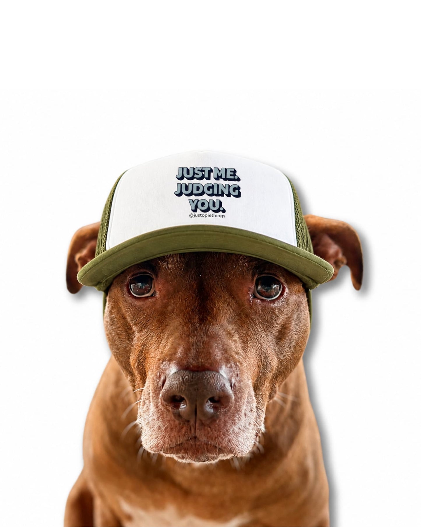 Opie Dog Hat, olive green and white trucker hat for dogs with Just Me Judging You text, Opie the pit bull wearing hat front facing on white background