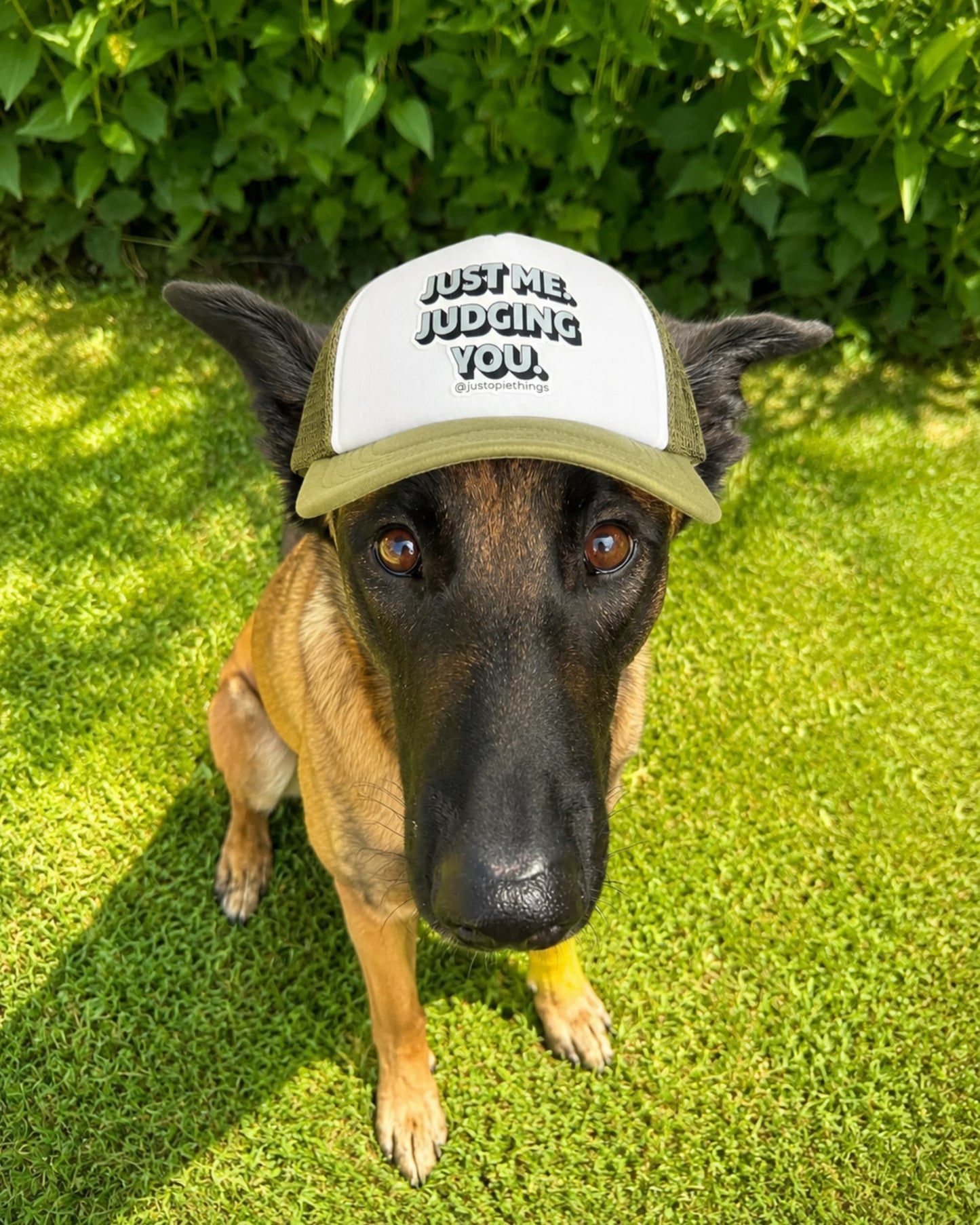 Belgian Malinois wearing an Opie dog hat (green and white trucker hat with light blue words: Just me. Judging you." Dog is sitting on grass with green plants behind.