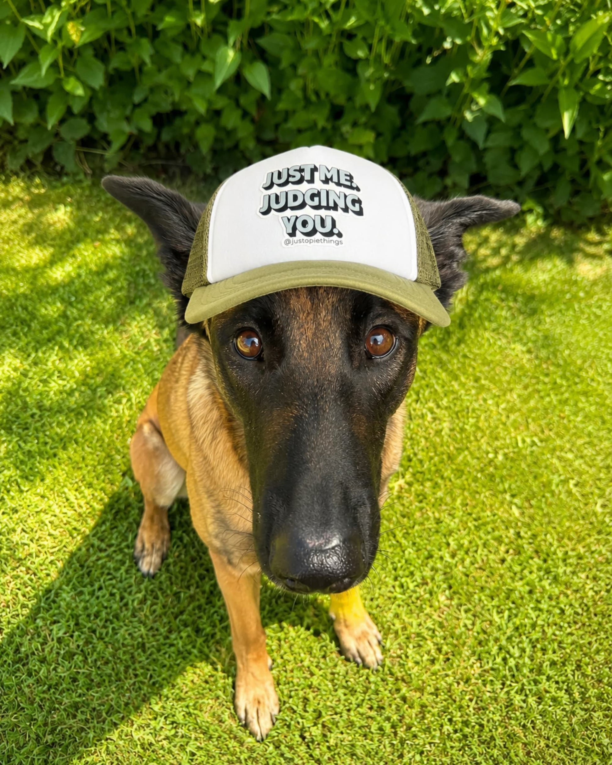 Belgian Malinois wearing an Opie dog hat (green and white trucker hat with light blue words: Just me. Judging you." Dog is sitting on grass with green plants behind.