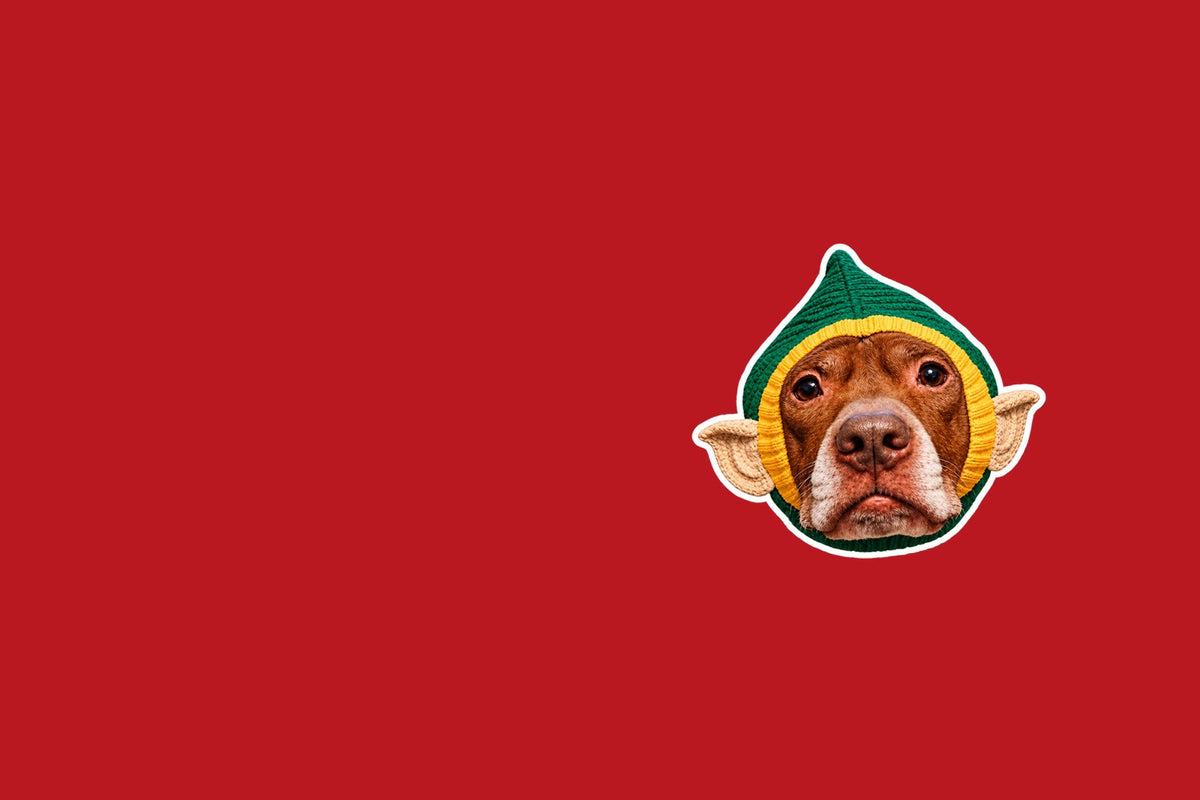 Opie the brown pit bull’s face in a green knit elf hat with yellow trim and pointy tan elf ears, on a deep red background.