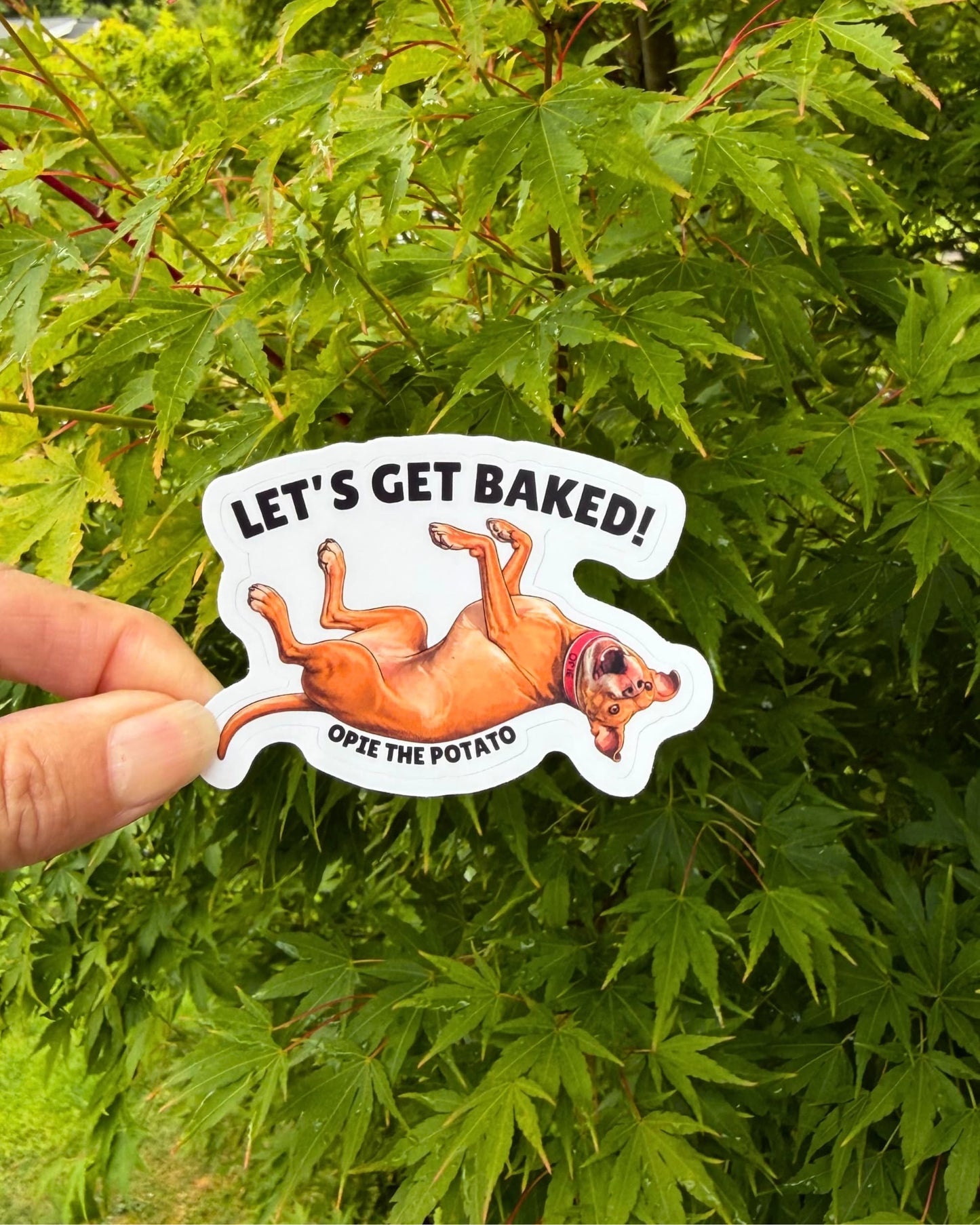 Hand holding Opie Lets Get Baked sticker outdoors against green Japanese maple leaves
