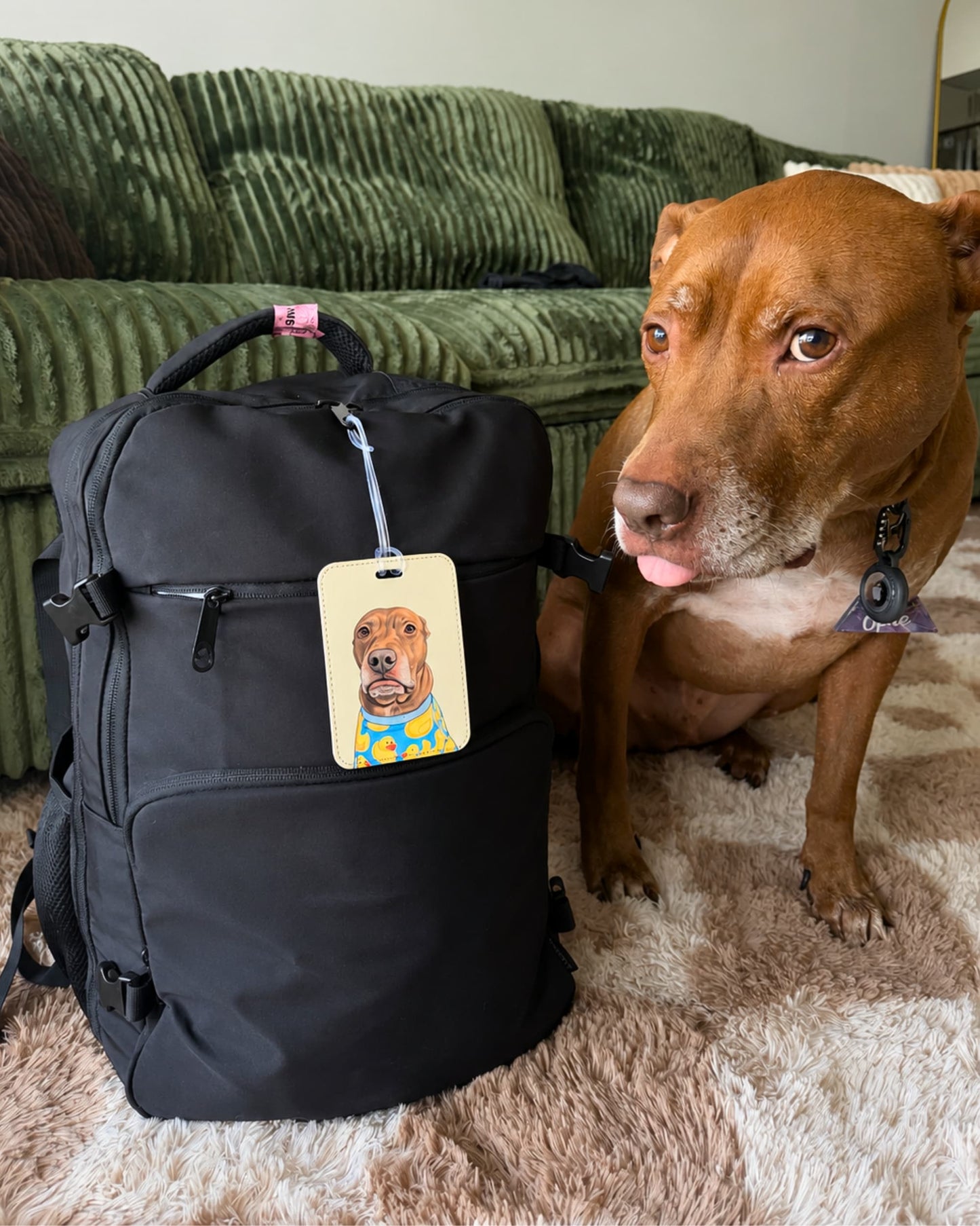Opie the pit bull mix sitting beside a black backpack with the Opie duck pajamas luggage tag attached to the zipper.
