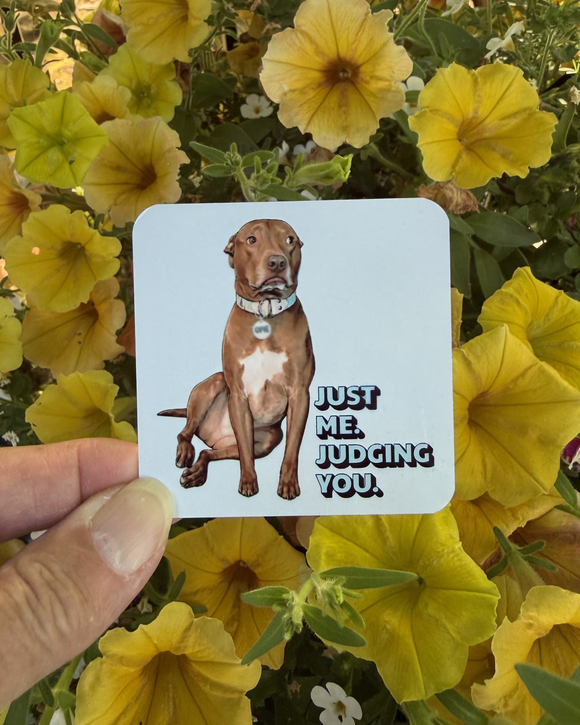 Hand holding Opie Magnet Judging You outdoors against yellow petunia flowers