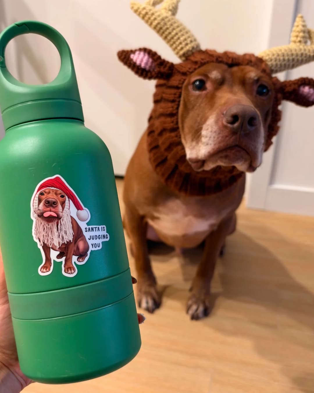 Opie the pit bull in a reindeer hat next to a green water bottle with his Santa Is Judging You sticker