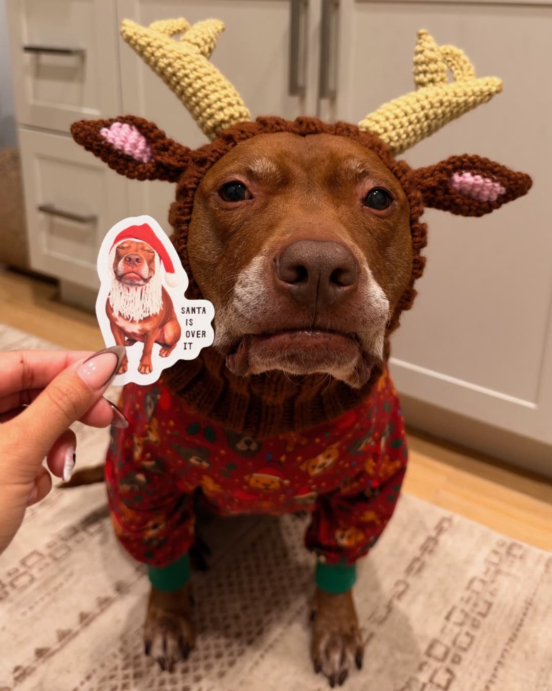Hand holding the Santa Is Over It sticker next to Opie the pit bull in a reindeer hat and Christmas pajamas