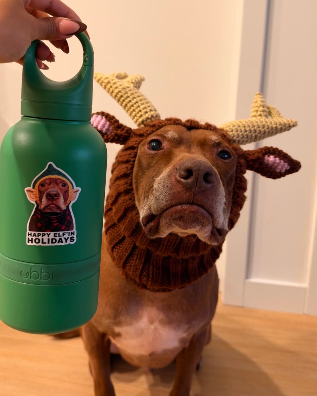 Opie the pit bull in a reindeer hat next to a green water bottle with his Happy Elf'in Holidays elf sticker
