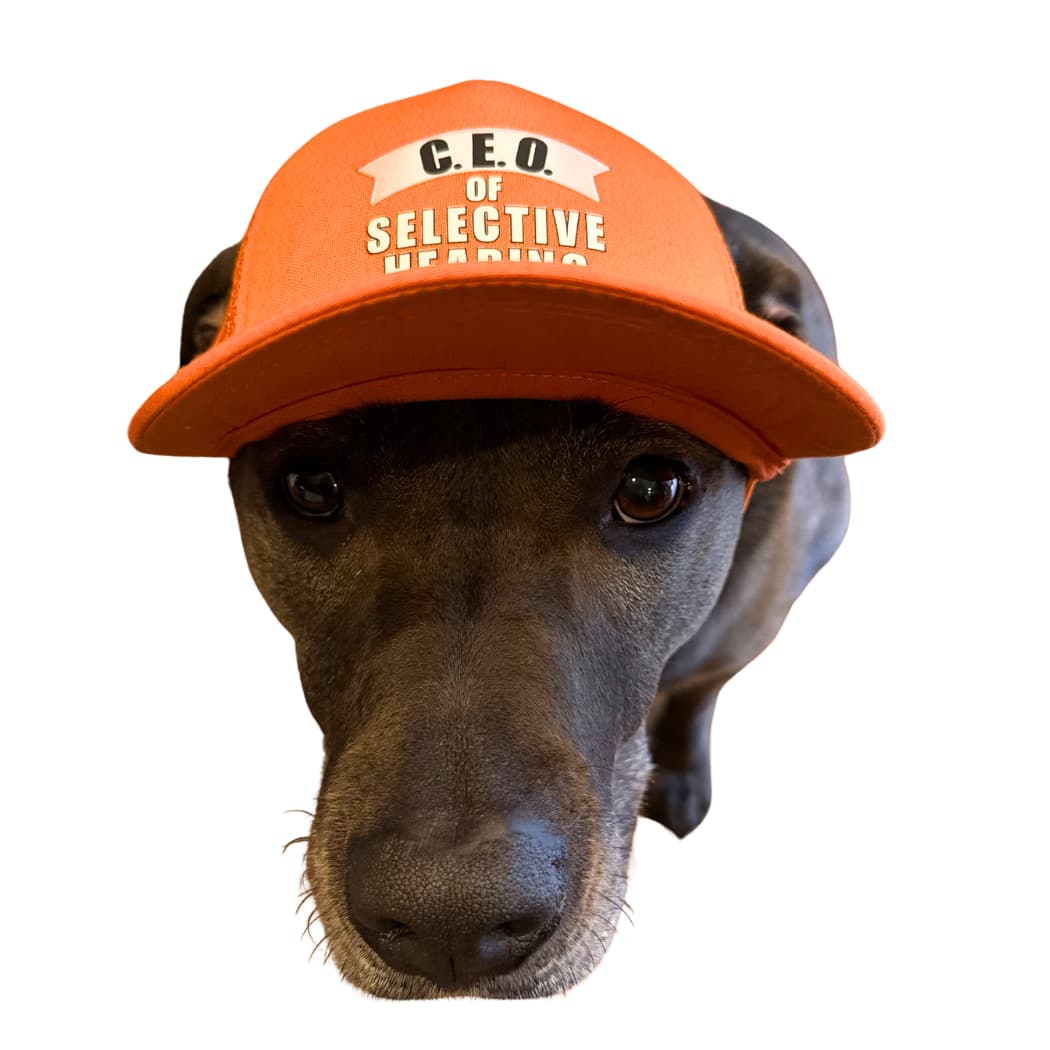 Dog wearing an orange baseball cap for dogs with funny text on a white background