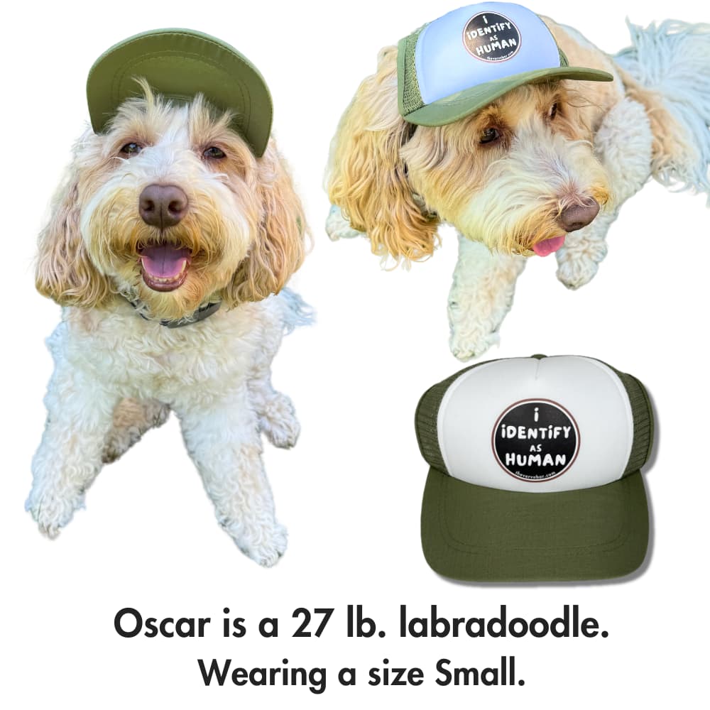 Pup hat for dogs on a dog; Oscar a 27 lb. Labradoodle wearing a size Small I Identify as Human pup hat for dogs.