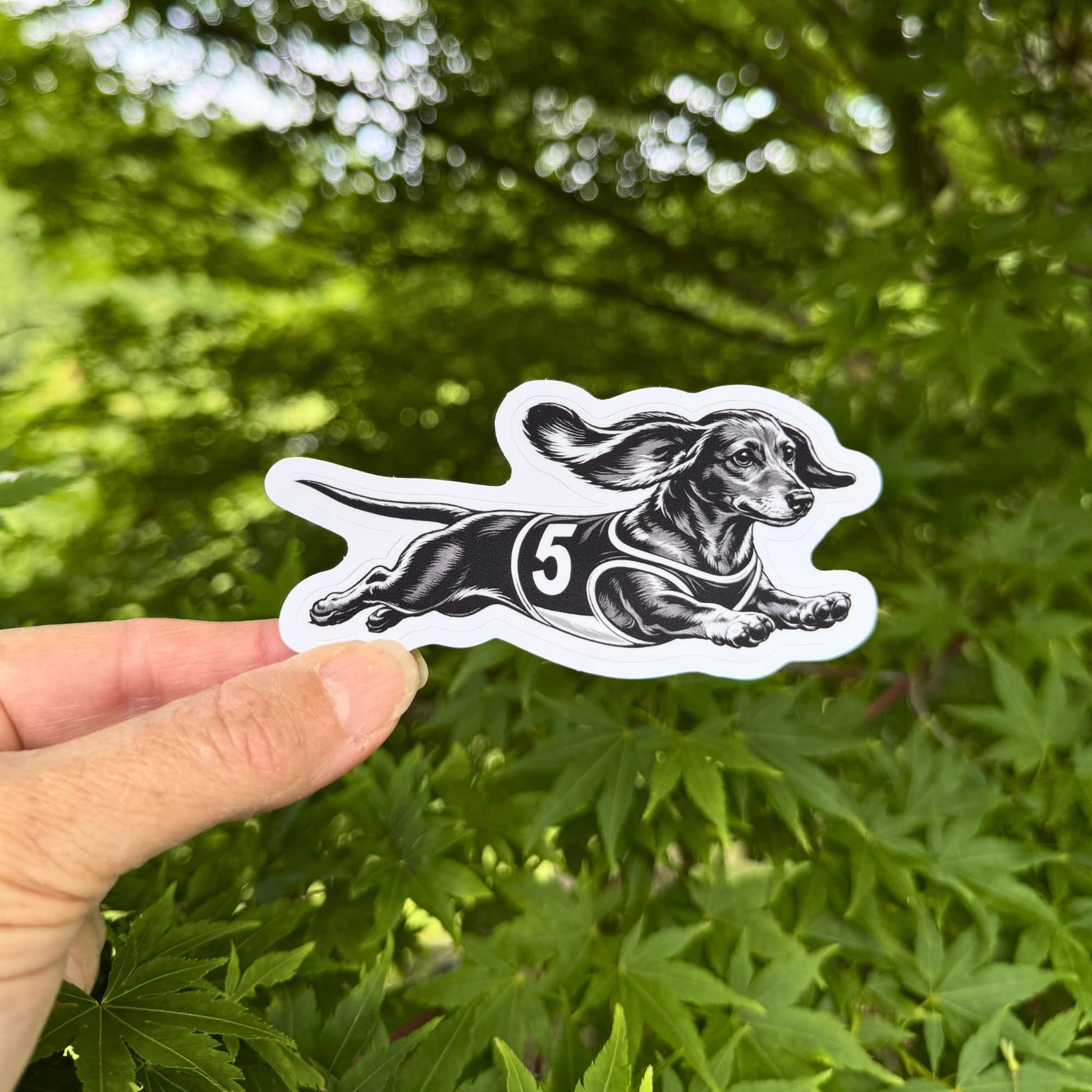 Racing dachshund sticker lifestyle, hand holding a kiss-cut waterproof matte vinyl sticker featuring a black and white dachshund in a racing jersey with number 5, green foliage background.