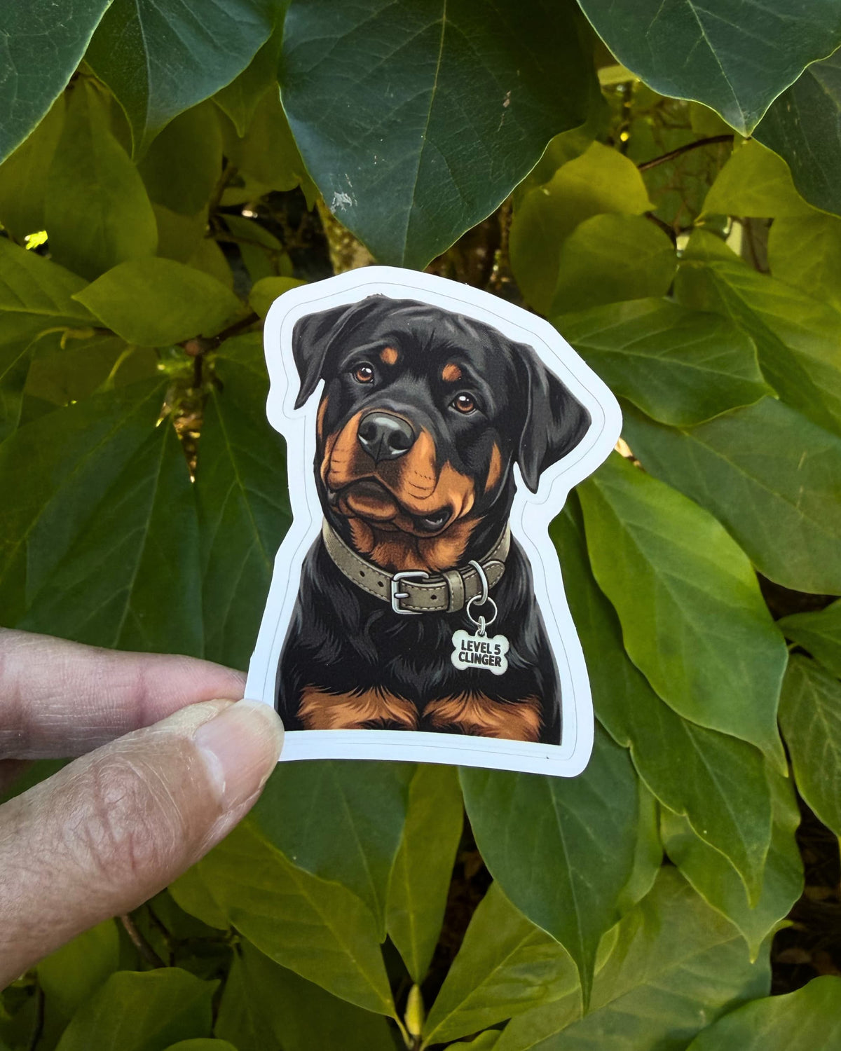 Rottweiler sticker held between fingers against green leaves, featuring a black and tan dog with a white border.