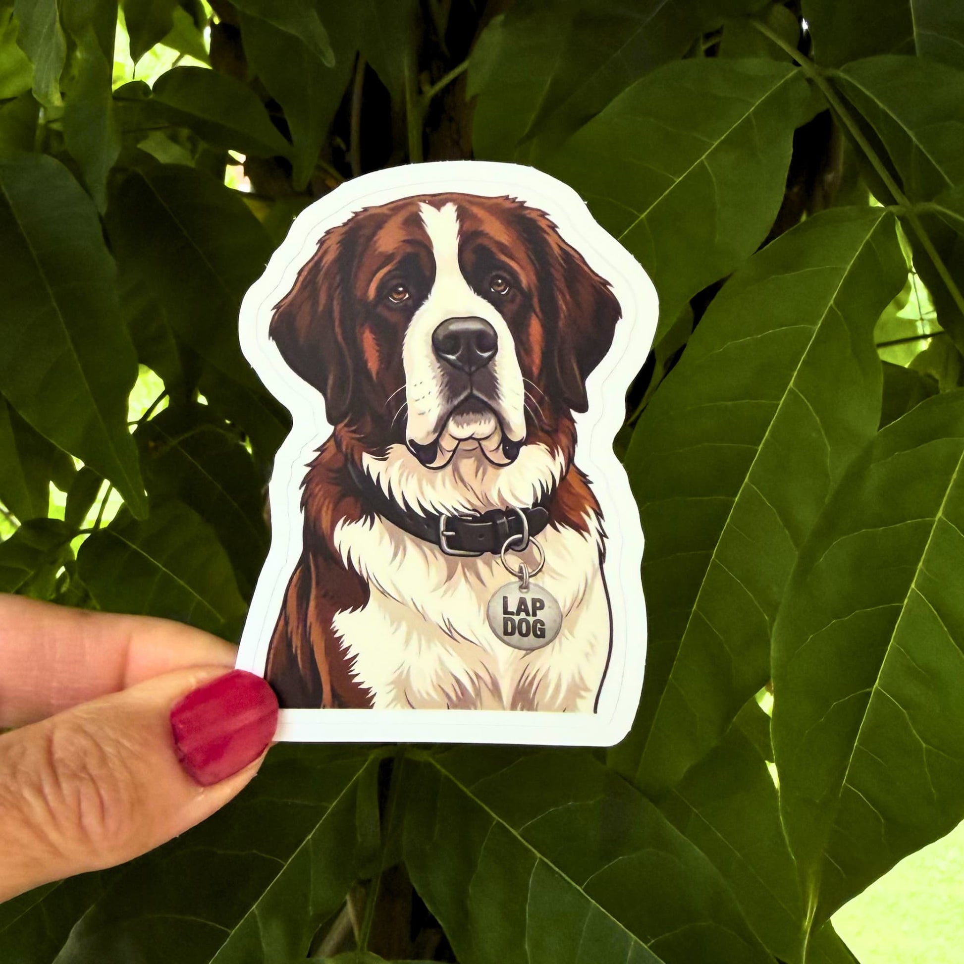 Saint Bernard vinyl sticker held outdoors against green leaves. St. Bernard with black collar and "LAP DOG" charm.