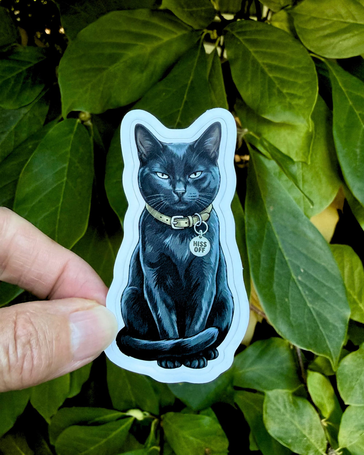 sarcastic black cat sticker featuring a seated black cat with blue-gray fur highlights, a tan collar, and a silver “HISS OFF” tag, held between fingers against green leaves.