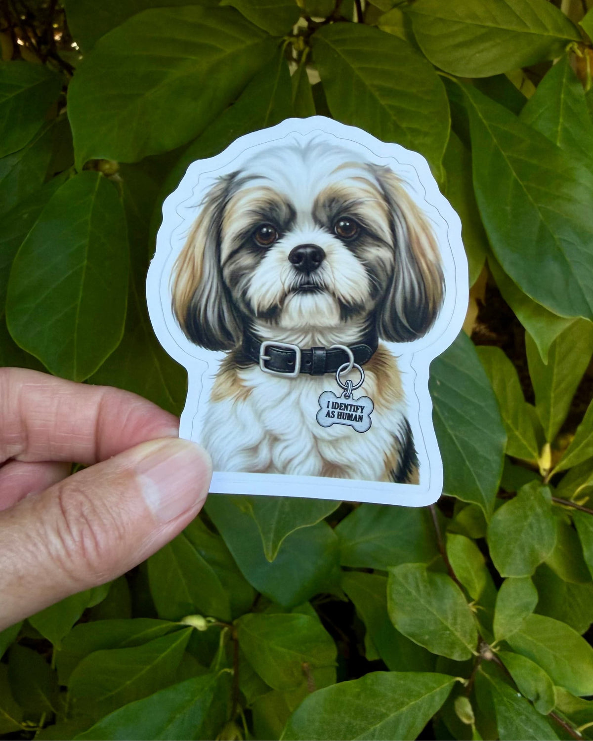 Shih Tzu sticker featuring a white, tan and charcoal gray dog wearing a black collar and silver bone-shaped charm reading “I IDENTIFY AS HUMAN,” held between fingers against green foliage.