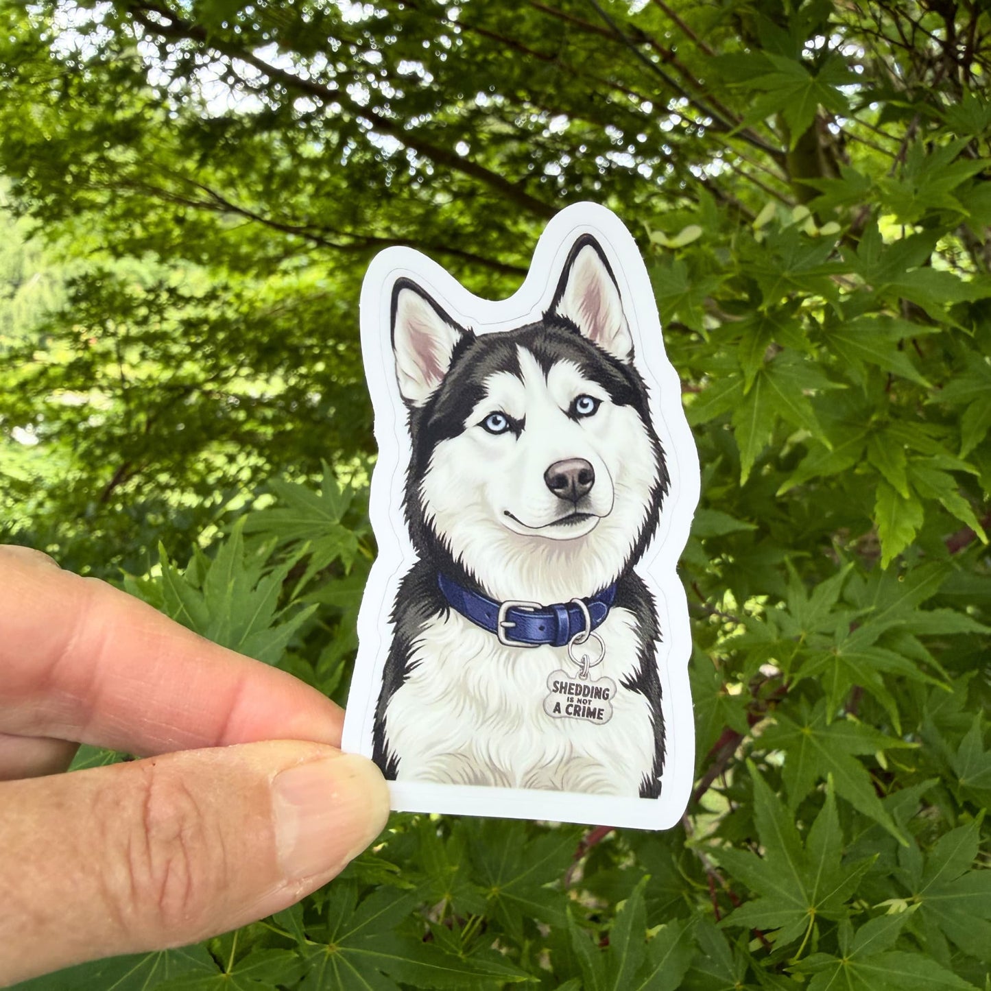 Funny Husky Sticker | Shedding Is Not a Crime