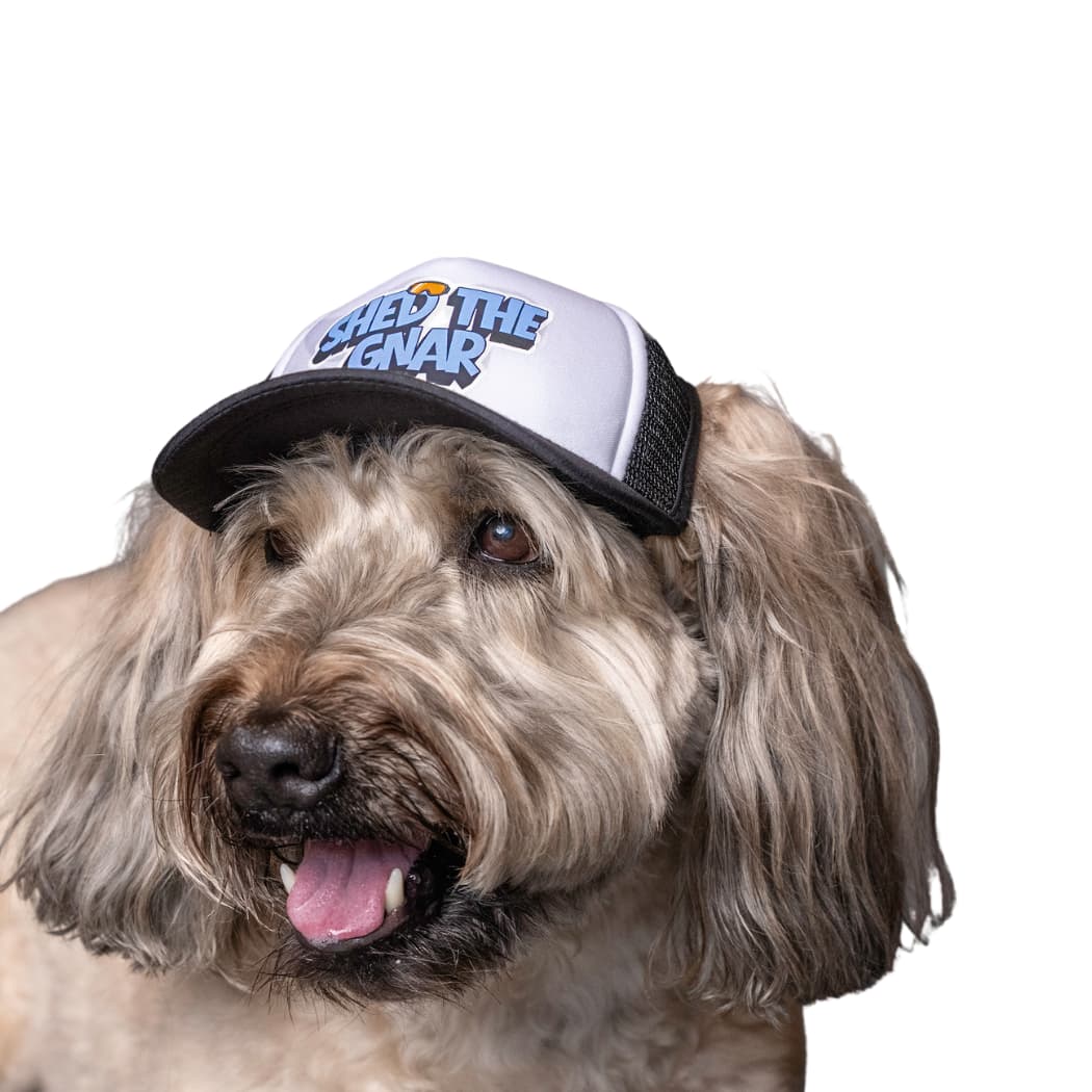 Wheaten terrier wearing a ski dog hat with text on a whie background