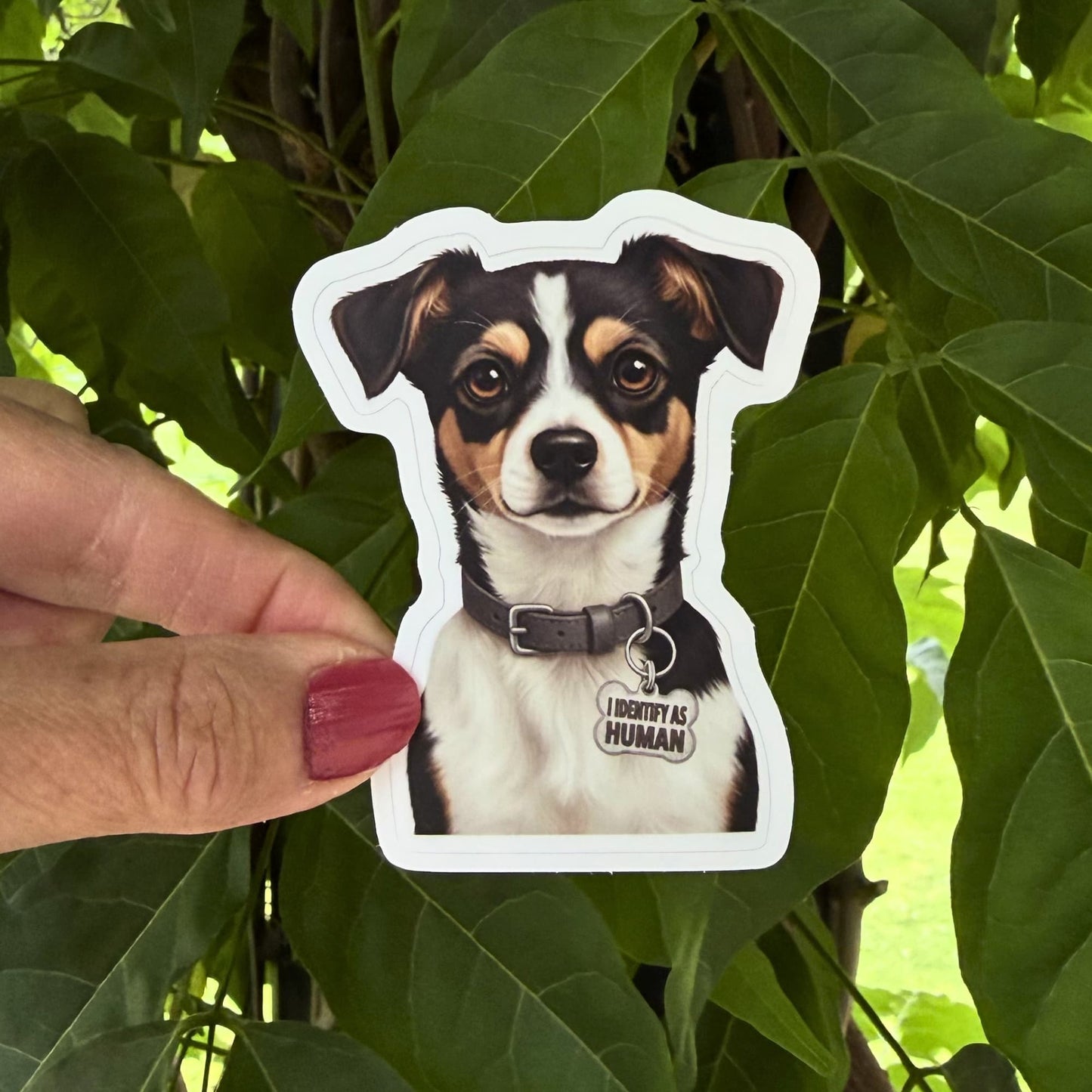 Tri color terrier mix sticker held outdoors against green leaves. Jack Chi mix with charcoal collar and "I IDENTIFY AS HUMAN" charm.