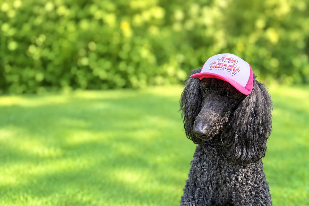 Black poodle wearing pink trucker hat for dogs that says ARM CANDY. Dog is sitting on grass with bushes behind.