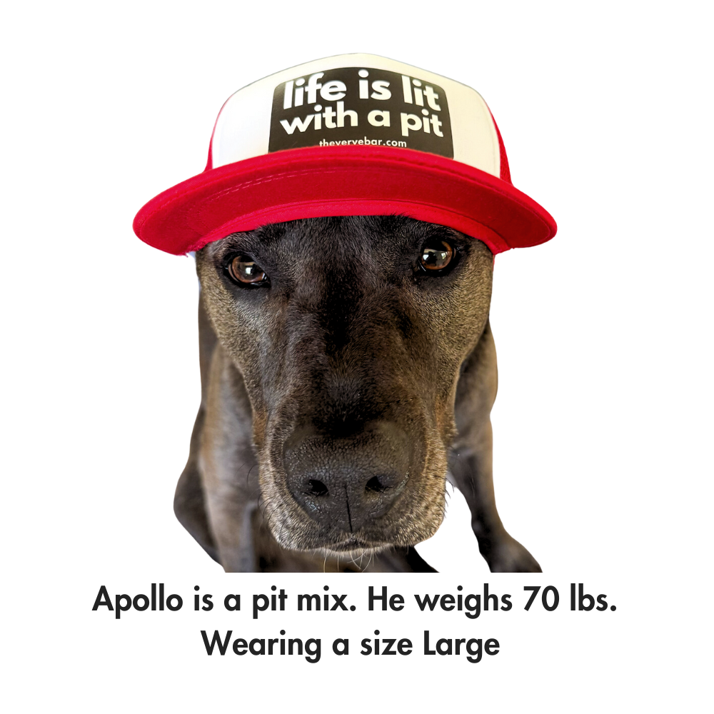 trucker hat for pitbulls; Brownish black pit bull wearing a red/white trucker hat with size reference caption (Apollo, 70 lbs, size Large)