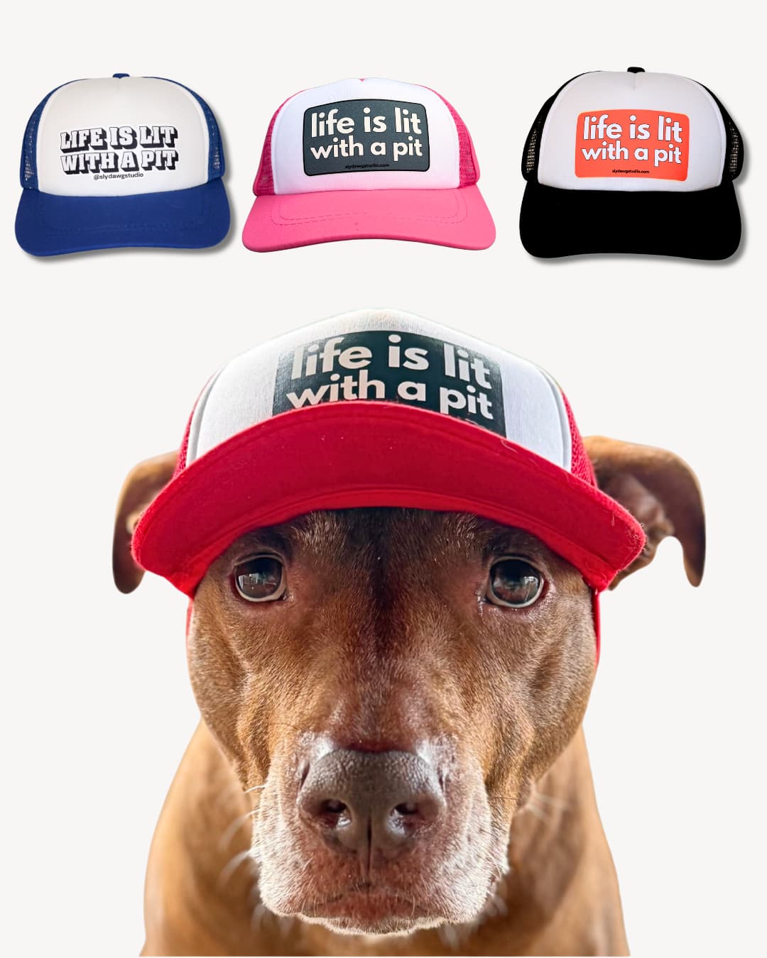 Trucker hats for pitbulls; a brown pit bull wearing a red and white Life is Lit with a Pit trucker hat with three additional colorways shown above including blue, pink, and black with orange patch.