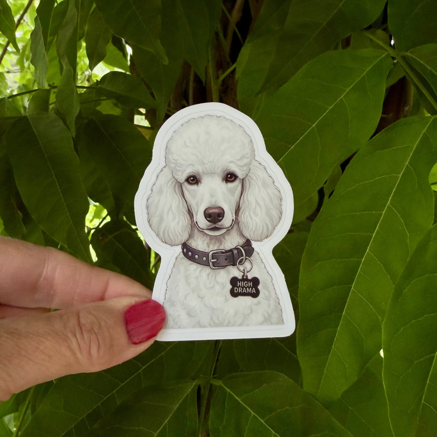 White Standard Poodle Sticker for High-Drama Households